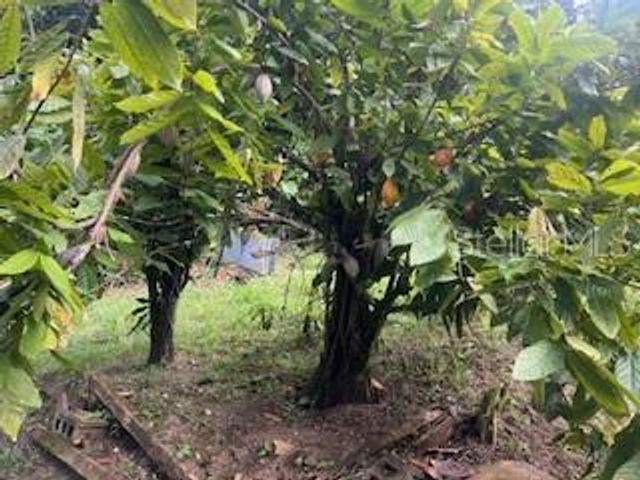 Jajome Alto JAJOME ALTO, Cayey, PR 00736