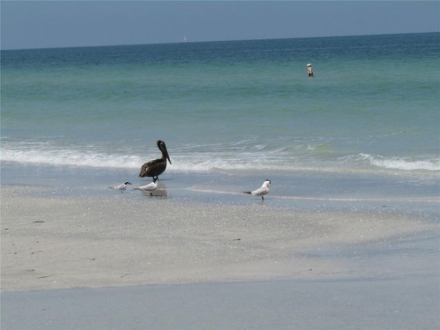 1451 GULF BOULEVARD 101, Clearwater Beach, FL 33767