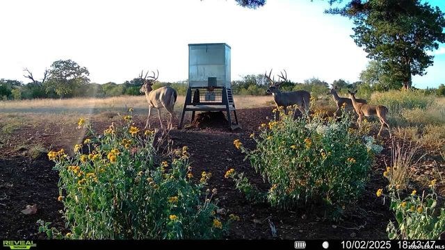 647 Funf Kinder Rd, Fredericksburg, TX 78624