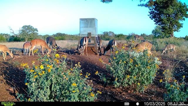 647 Funf Kinder Rd, Fredericksburg, TX 78624