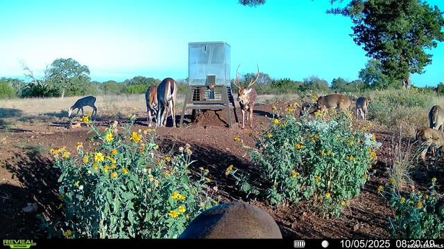 647 Funf Kinder Rd, Fredericksburg, TX 78624