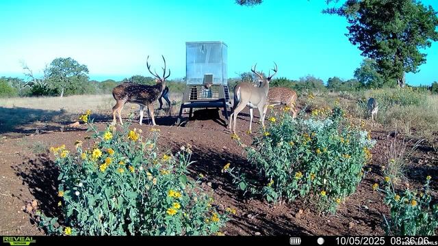 647 Funf Kinder Rd, Fredericksburg, TX 78624