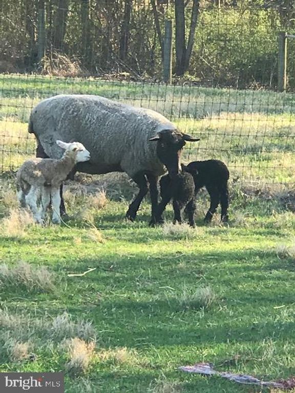 Image 37 of property listing at 21901 NEW HAMPSHIRE AVE, Brookeville, MD 20833