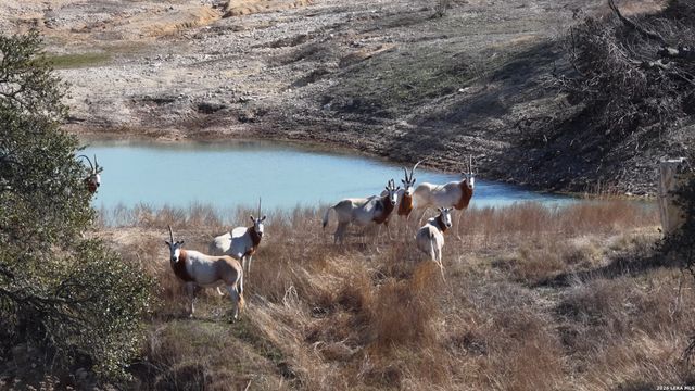 2587 Falling Oak, Blanco, TX 78606