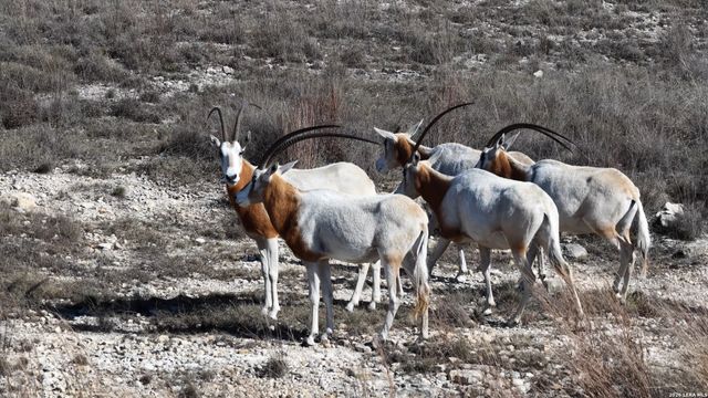 2587 Falling Oak, Blanco, TX 78606