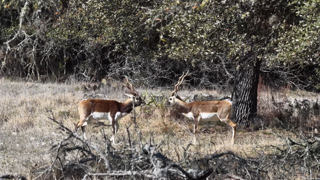 2587 Falling Oak, Blanco, TX 78606