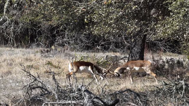 2587 Falling Oak, Blanco, TX 78606