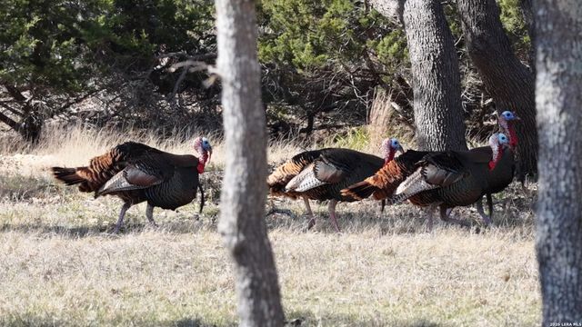 2587 Falling Oak, Blanco, TX 78606