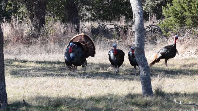 2587 Falling Oak, Blanco, TX 78606