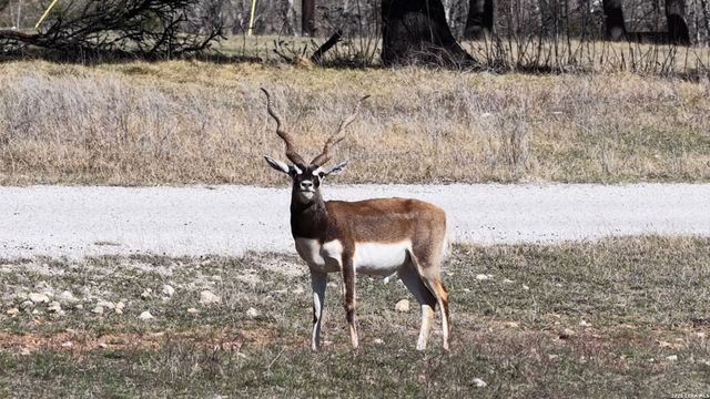 2587 Falling Oak, Blanco, TX 78606