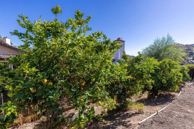 1973 Buckskin, Escondido, CA 92025