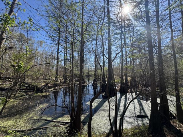 TBD County Road 3930, Colmesneil, TX 75938