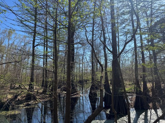 TBD County Road 3930, Colmesneil, TX 75938