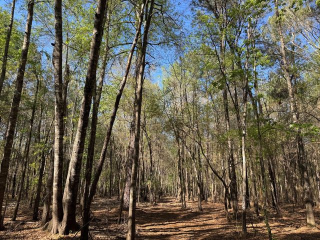 TBD County Road 3930, Colmesneil, TX 75938