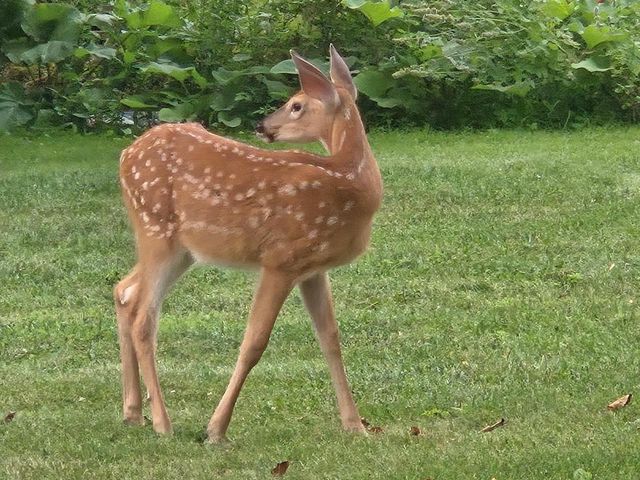 2190 CARLETON AVENUE, Appleton, WI 54915