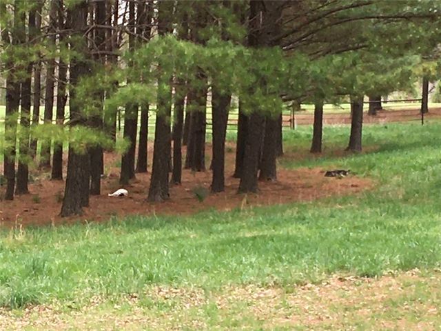 13176 Kimberlyn Hills Lane, Rogers, AR 72756