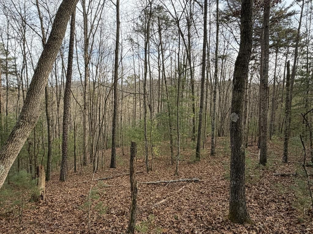 83 Acres Cutcane Road, Mineral Bluff, GA 30559