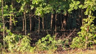 Tonto Drive, Cherokee Village, AR 72529