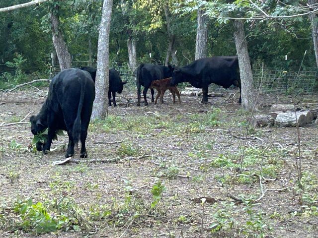 11910 Fm 1660, Hutto, TX 78634