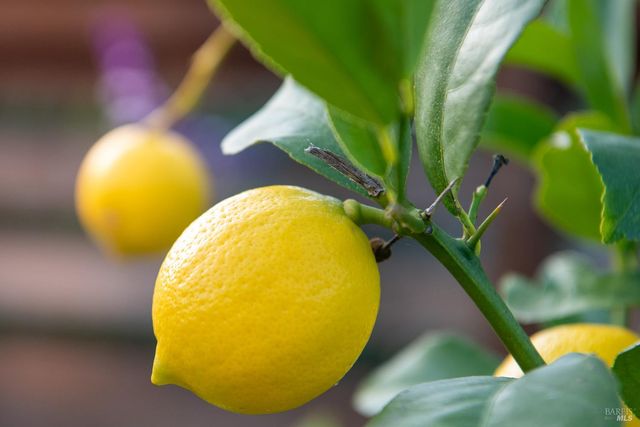 22 Cedar Ave, Kentfield, CA 94904