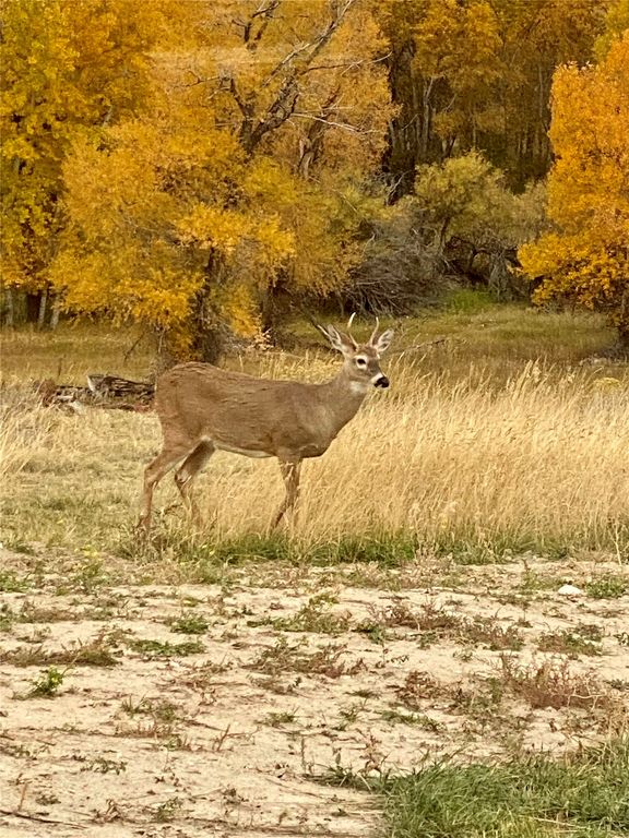 915 Point Of Rocks Road, Whitehall, MT 59759 photo 87