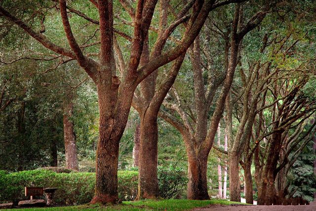 26442 Mcdonald Road, Spring, TX 77380