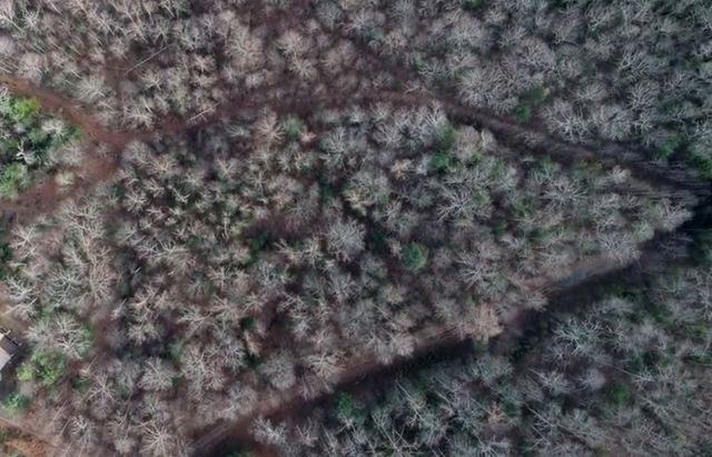 na Wildwood Trail, Blairsville, GA 30512