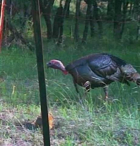 26.02 AC N Fm 129, Santo, TX 76472