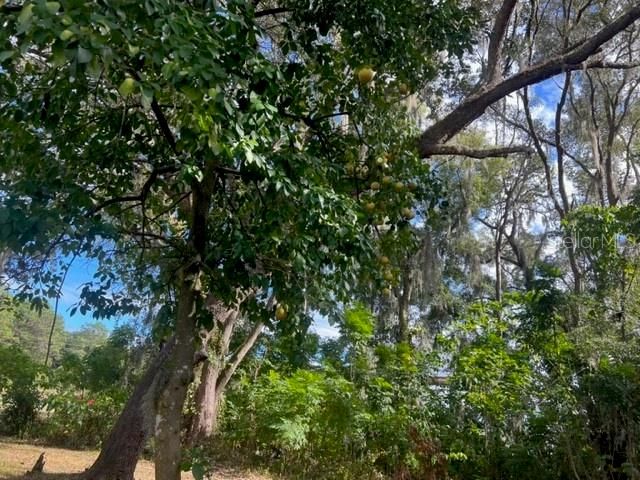 9650 SE US HIGHWAY 441, Belleview, FL 34420