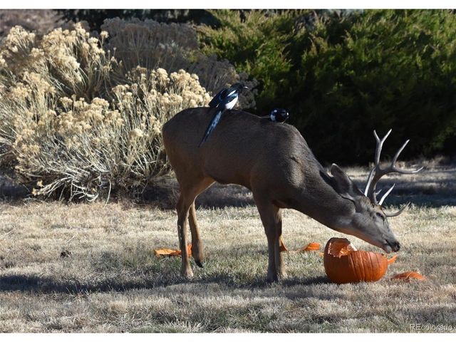 6227 Colorow Dr, Morrison, CO 80465