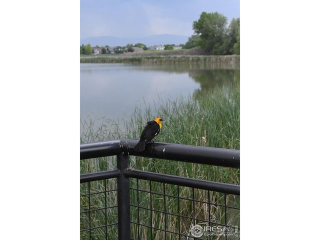 804 Summer Hawk Dr 9105, Longmont, CO 80504