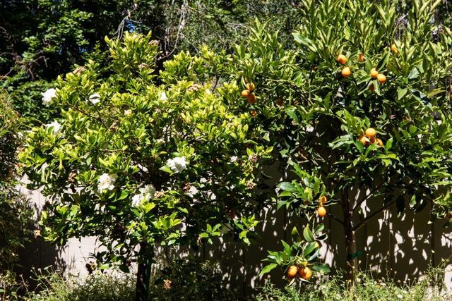 6 Bay Tree, Los Altos, CA 94022