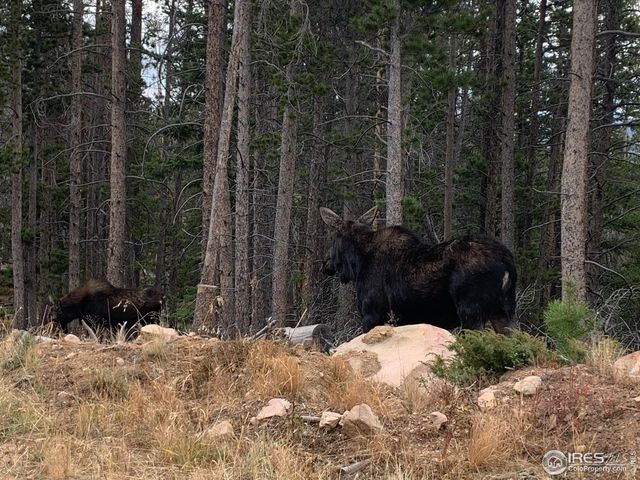 1598 Jicarilla Trl, Red Feather Lakes, CO 80545