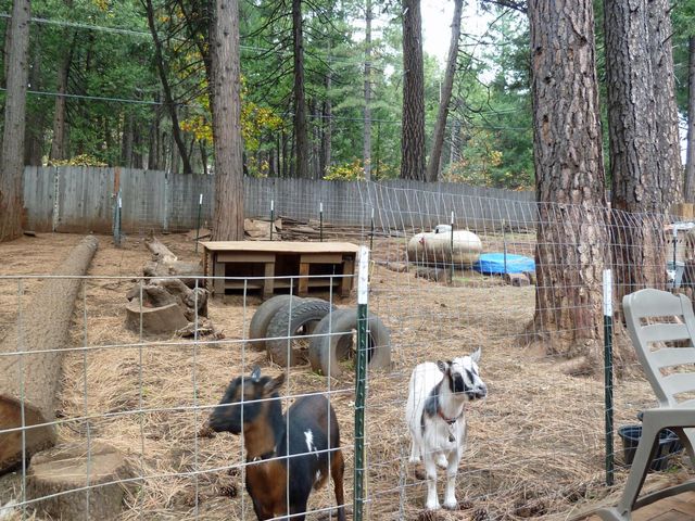 6995 Lakewood Dr, Pollock Pines, CA 95726