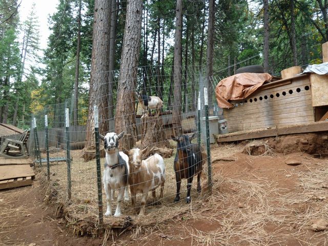 6995 Lakewood Dr, Pollock Pines, CA 95726