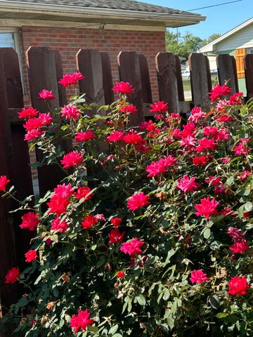 805 Ellen Avenue, Mt Sterling, KY 40353