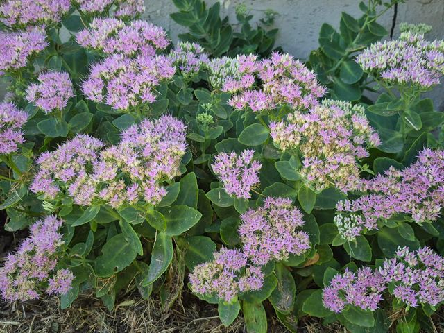 721 Hanford Street, 723, Columbus, OH 43206