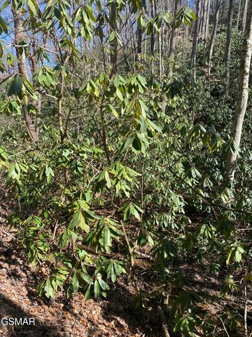 1823 Laurel Valley Way, Sevierville, TN 37862