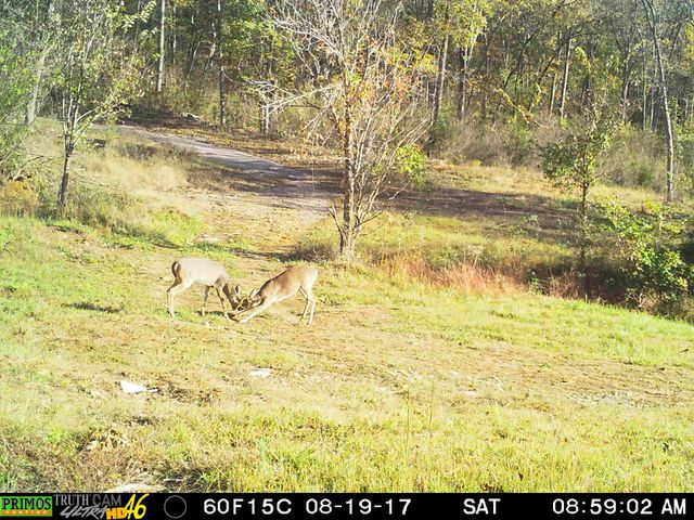 935 Comer Road, Lascassas, TN 37085