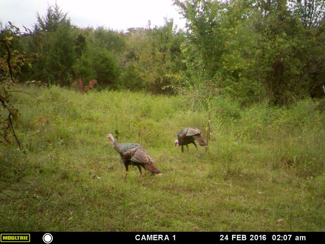 935 Comer Road, Lascassas, TN 37085