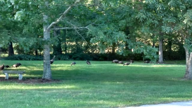 990 Bugscuffle Rd, Wartrace, TN 37183