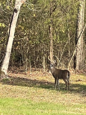990 Bugscuffle Rd, Wartrace, TN 37183