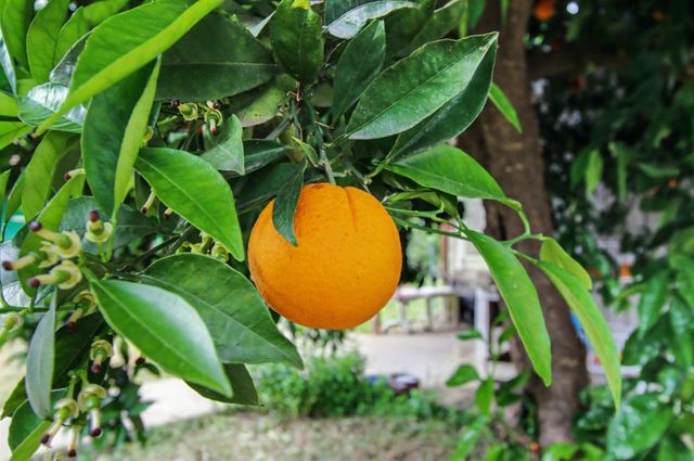 8066 Larkin Rd, Live Oak, CA 95953