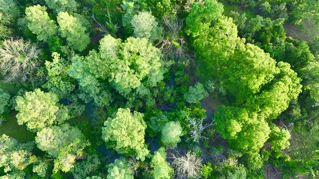 17007 Summerfield South Rd, Prairieville, LA 70769