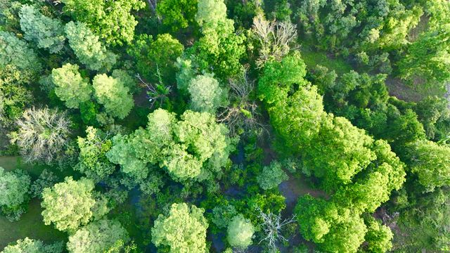 17007 Summerfield South Rd, Prairieville, LA 70769