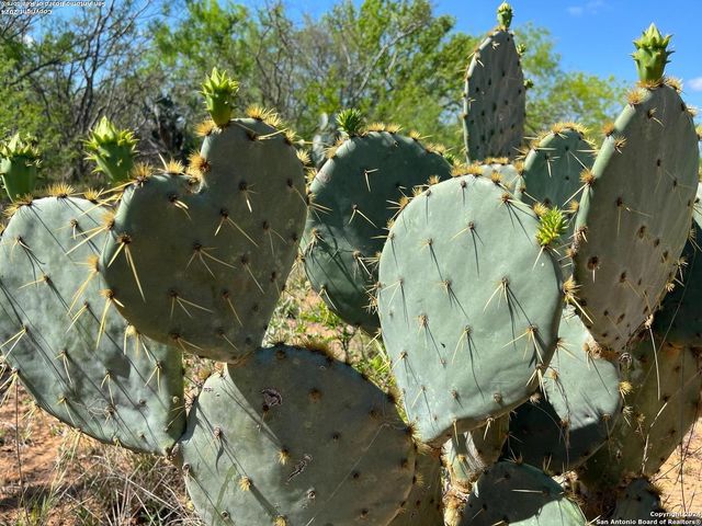 0 Carroll Road, Dilley, TX 78017