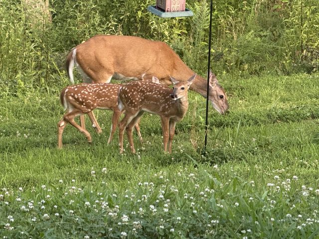 1539 Cedar Springs Cir, Clarksville, TN 37042