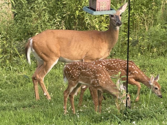 1539 Cedar Springs Cir, Clarksville, TN 37042