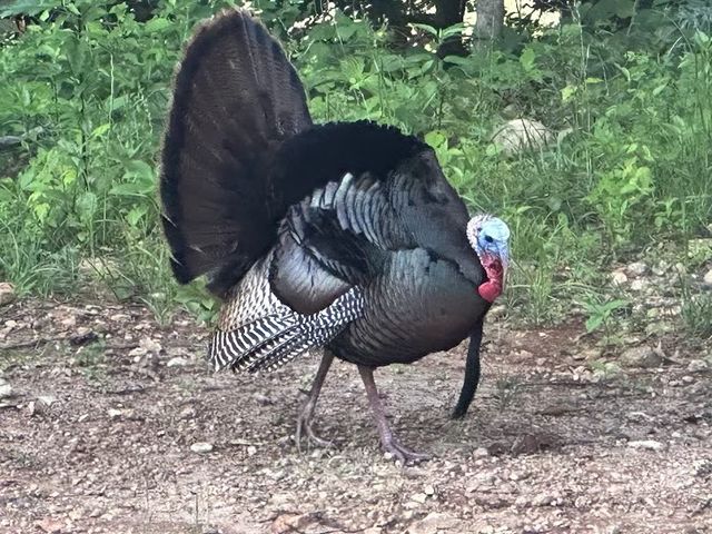 1539 Cedar Springs Cir, Clarksville, TN 37042