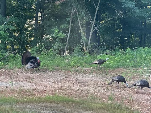 1539 Cedar Springs Cir, Clarksville, TN 37042